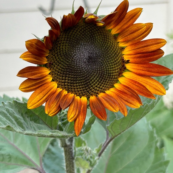 Meet your Posher, Jan - Picture 1 of 2